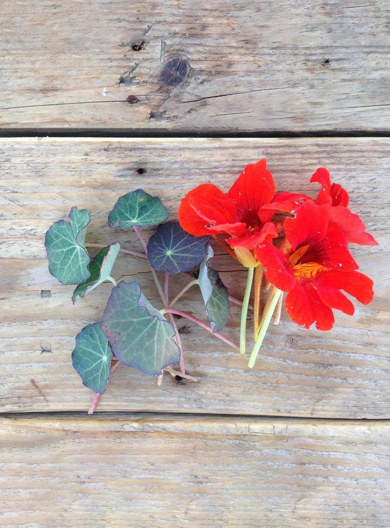Seed Collection - Edible Flowers