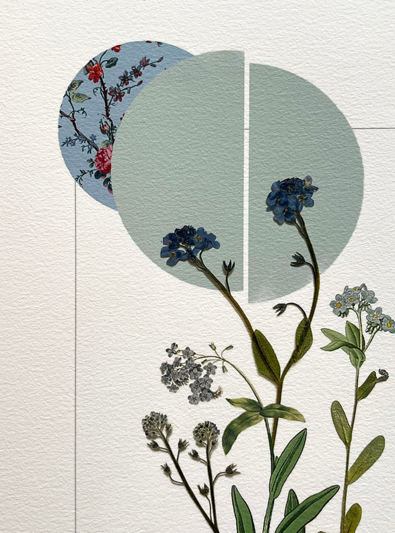 Myosotis - Collage Les Fleurs Pressées - Petit format