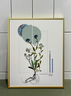 Forget-me-not - Les Fleurs Pressées Collage - Small Format