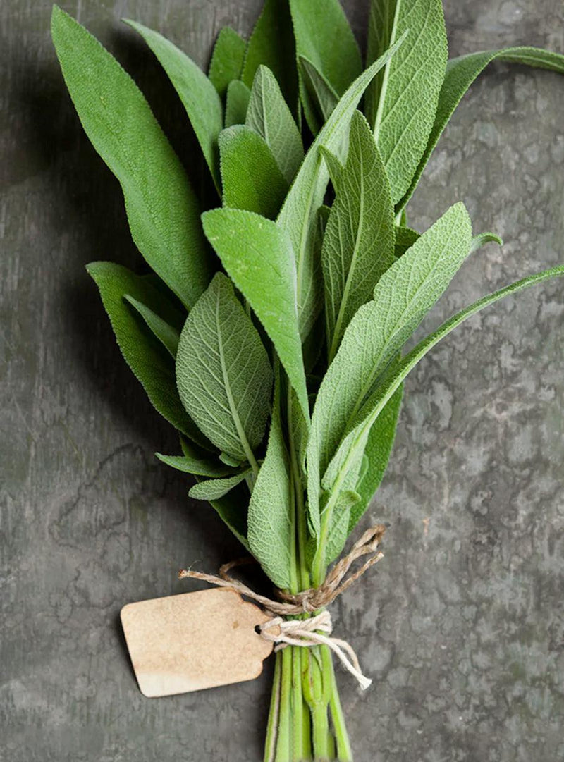 Collection de graines à semer - Herbes méditerranéennes