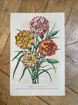 Antique Botanical Print - Fancy Carnations