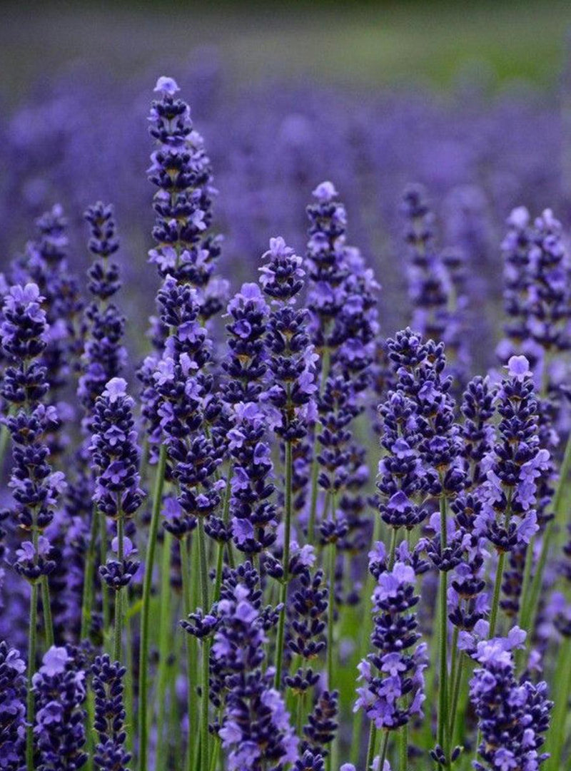 Collection de graines à semer - Fleurs de pollinisateurs