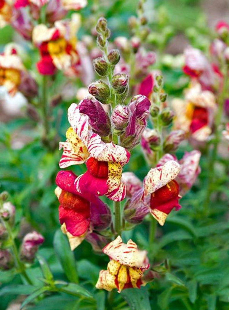 Collection de graines à semer - Fleurs de pollinisateurs