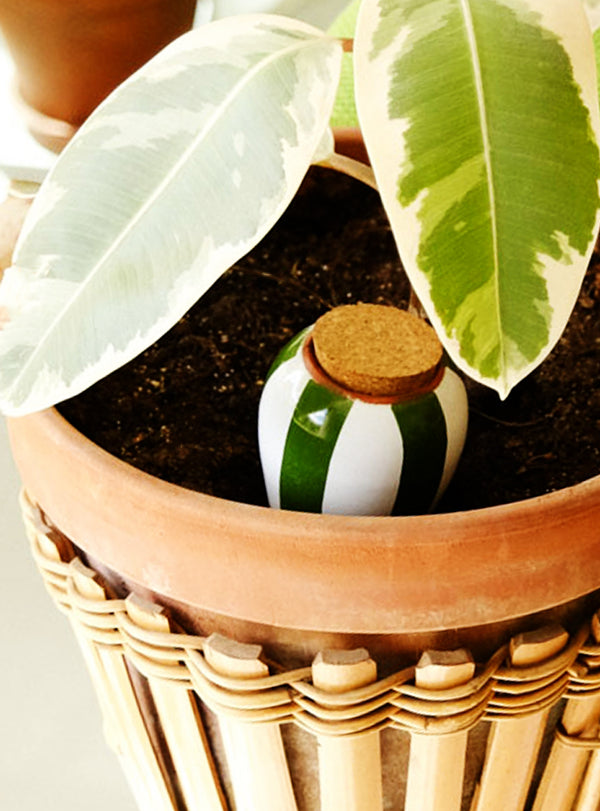 Terracotta Oya Irrigation Pot - Green and White Striped