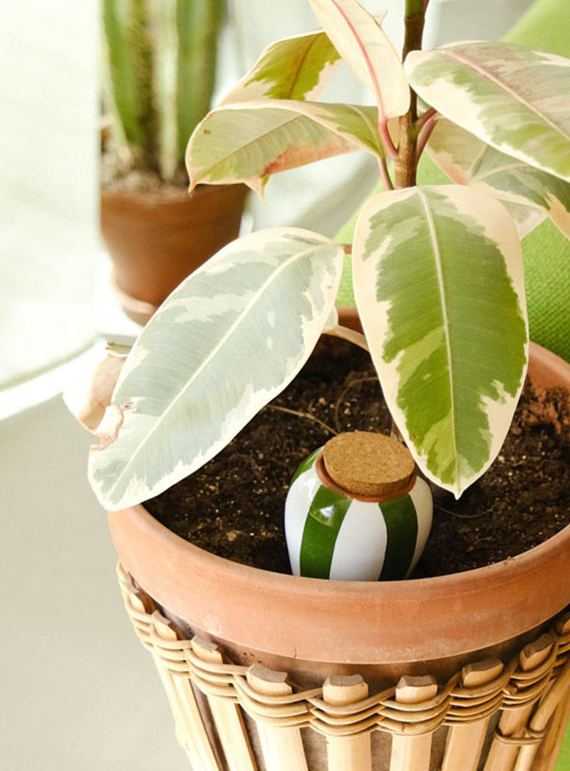 Olla en terre cuite rayée vert et blanc - Irrigation plantes en pot