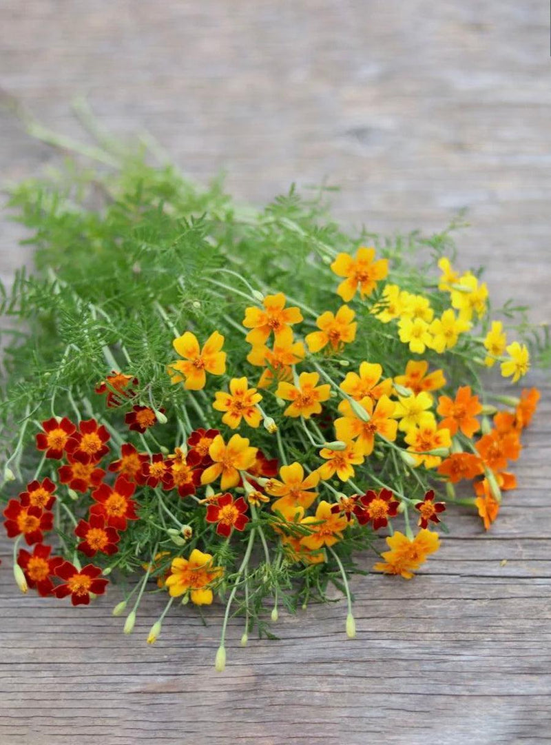 Collection de graines à semer - Fleurs de pollinisateurs