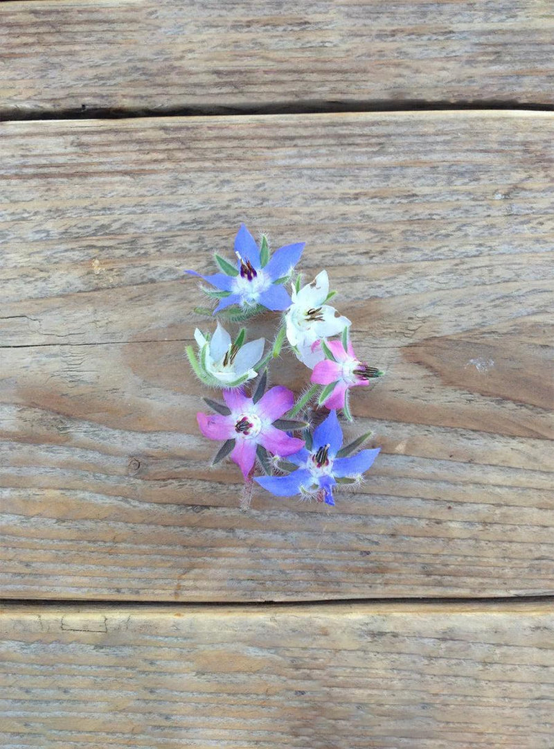 Seed Collection - Edible Flowers