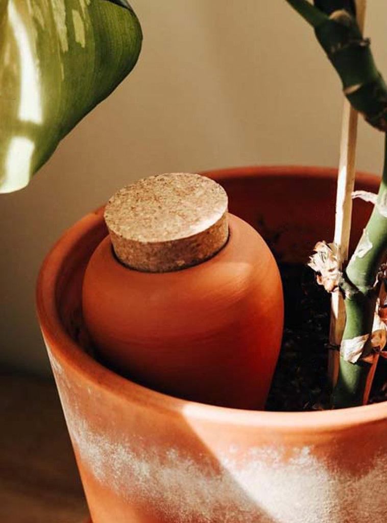 Olla en terre cuite - terracotta - arrosage plante verte – BOTANISSA
